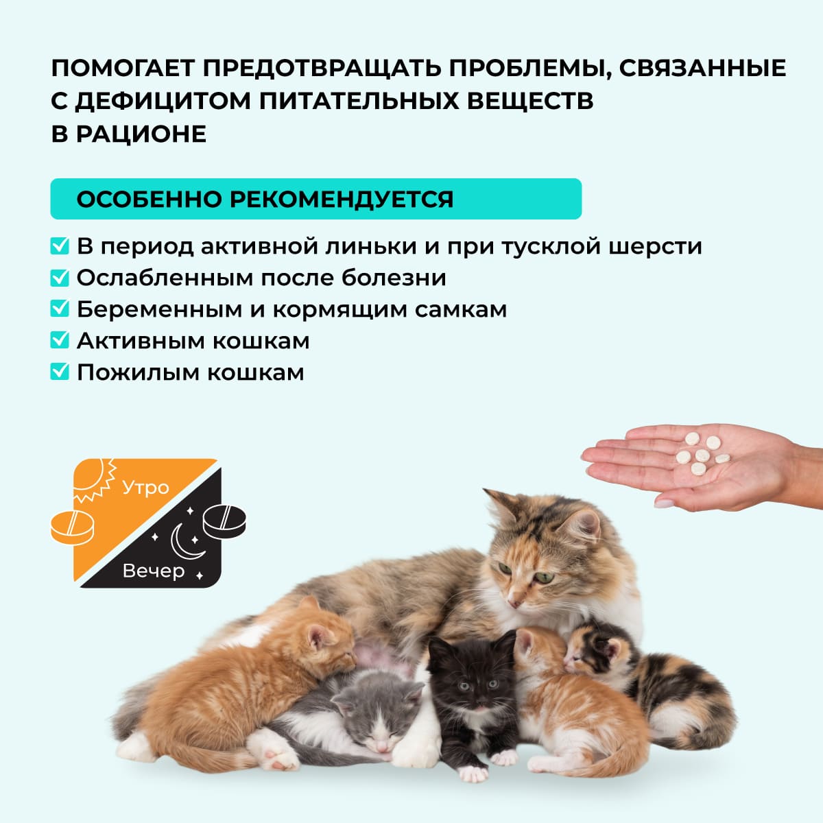 bioritm-dlya-koshek-kurica-004