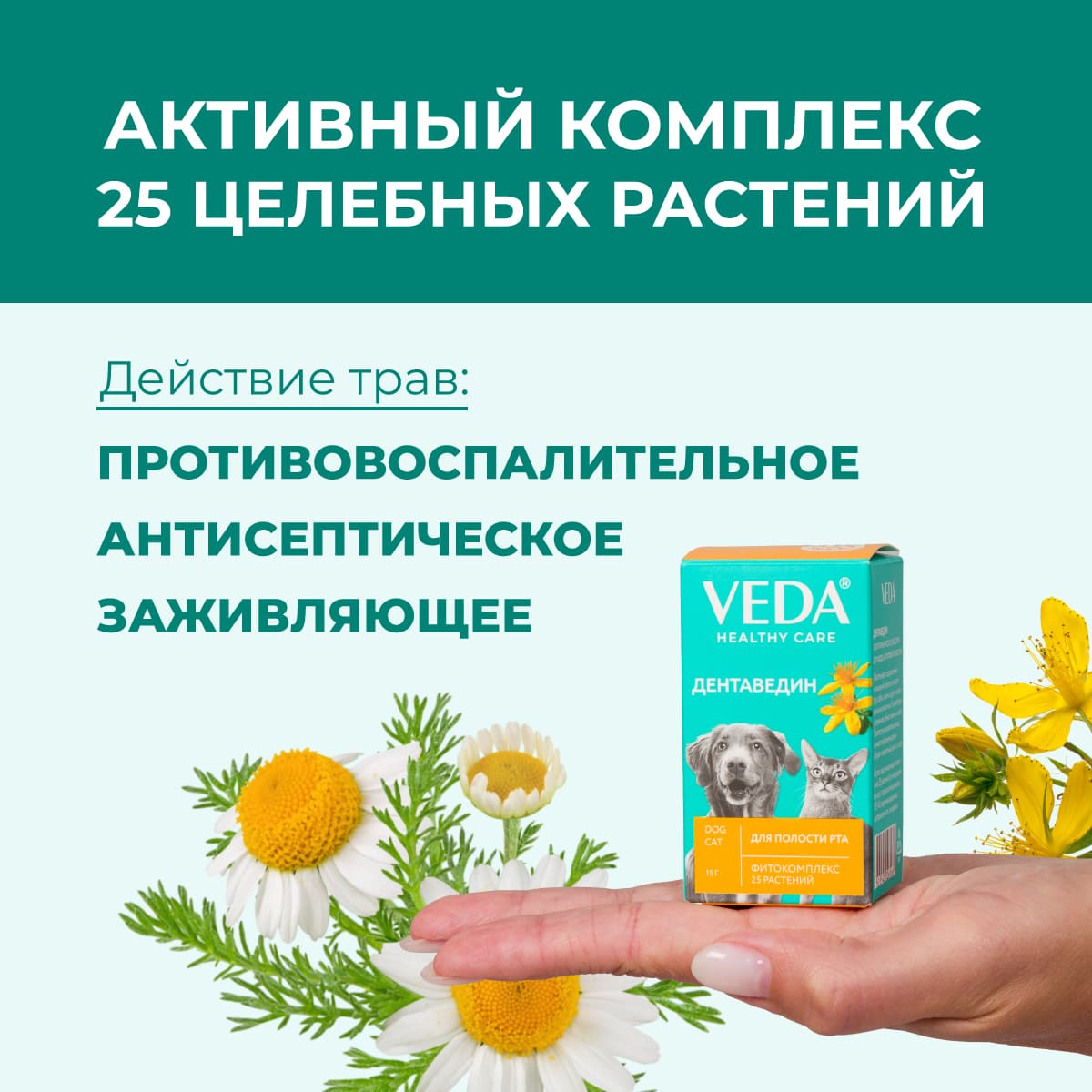 dentavedin-01
