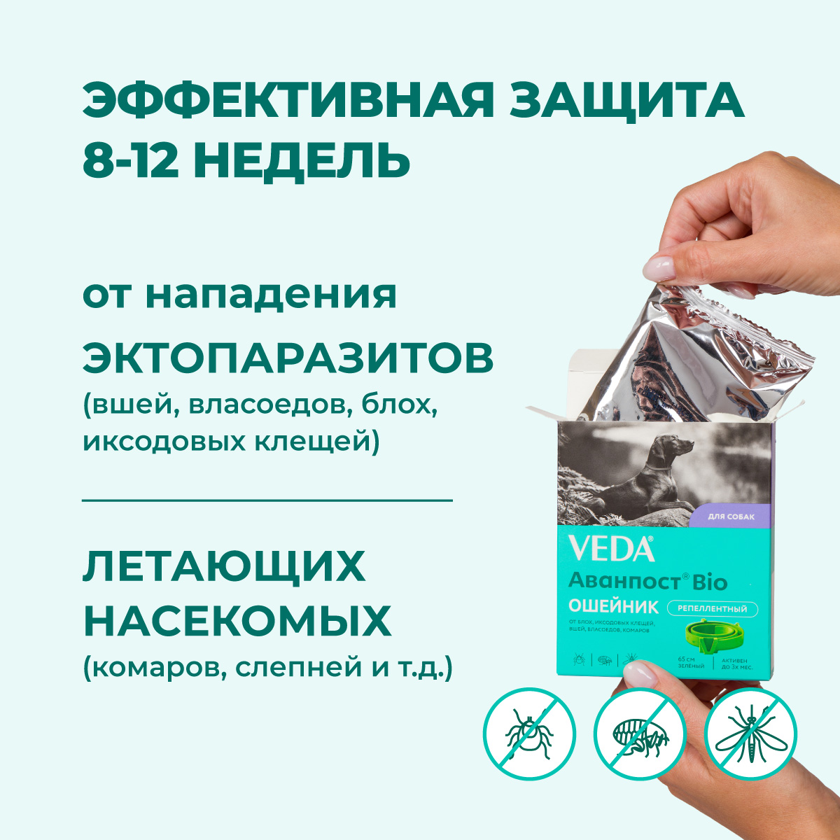 oshejnik-avanpost-bio-sobakam-002