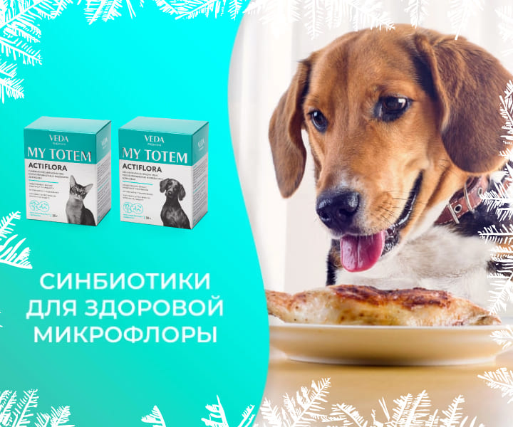 актифлора синбиотик