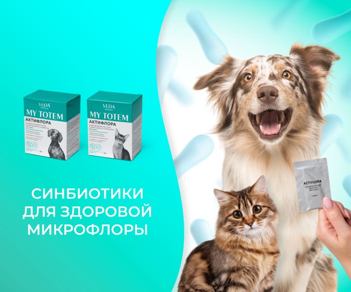 актифлора синбиотик